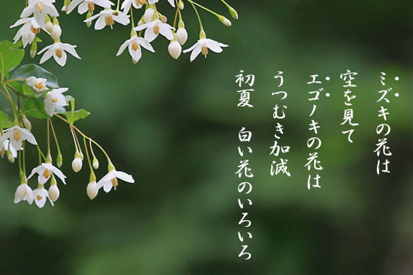 ミズキの花_1904.jpg