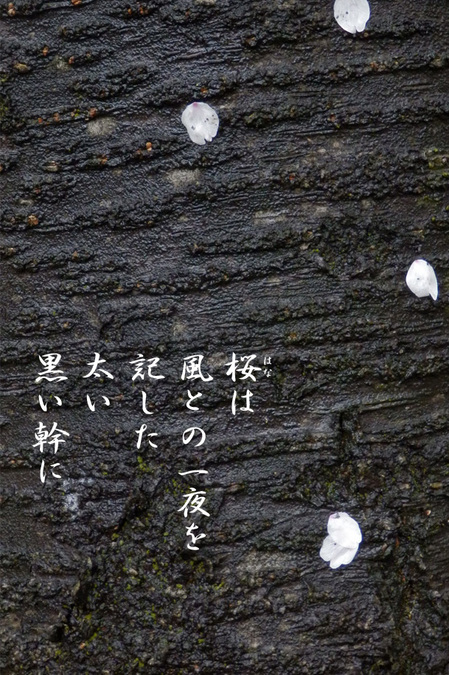 2015_04_桜.jpg
