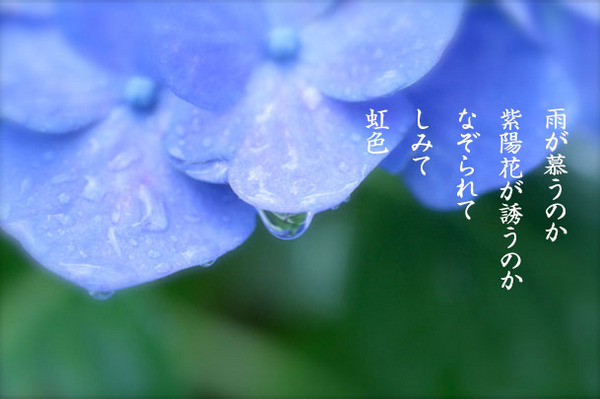 2015_06_紫陽花2.jpg