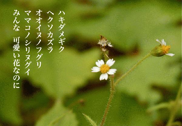 可哀想な花.jpg