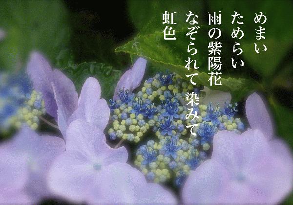 紫陽花.jpg