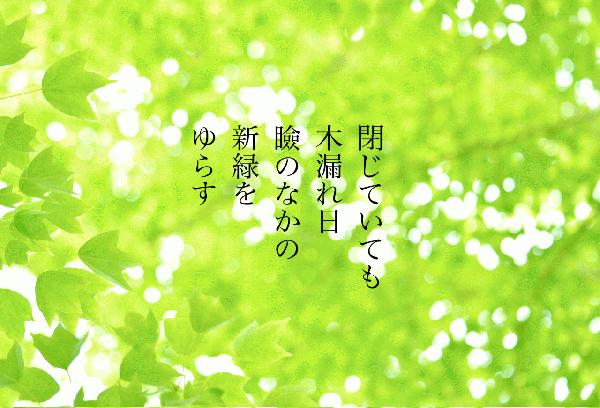 木漏れ日・.jpg