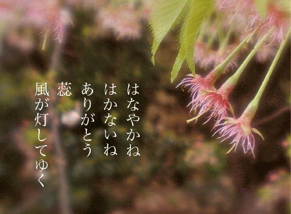 蕊.JPG