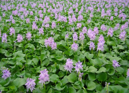 Water_hyacinth,_Gyoda_Suijo_Park.JPG.jpeg