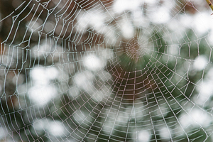 蜘蛛の巣.jpg
