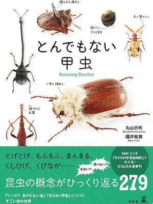 甲虫.jpeg